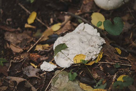 CITWmushroomhunt-4