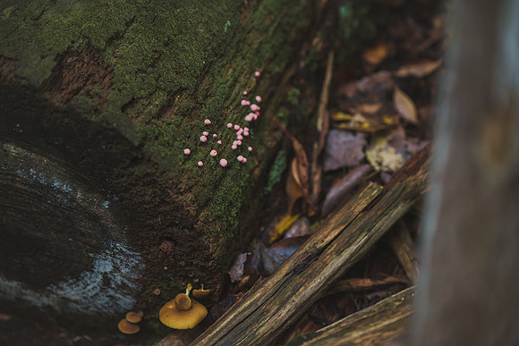 CITWmushroomhunt-16