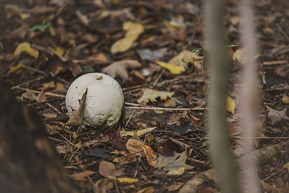 CITWmushroomhunt-2
