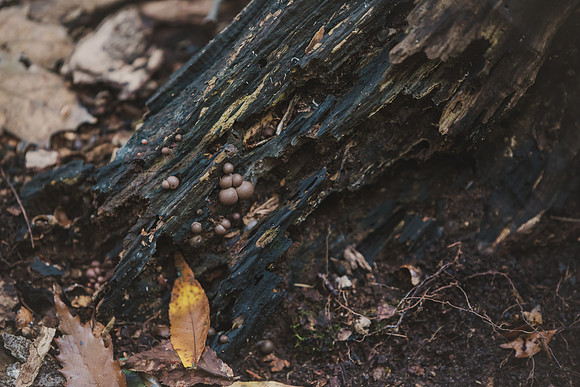 CITWmushroomhunt-63