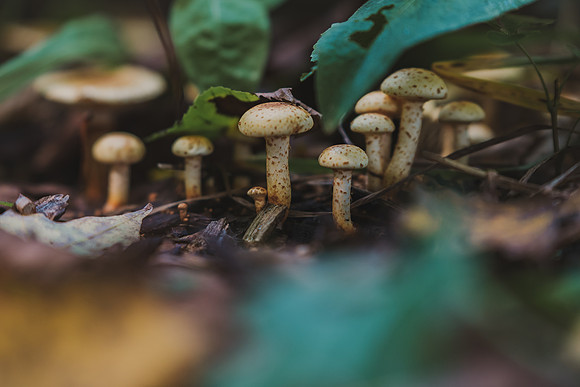 CITWmushroomhunt-161