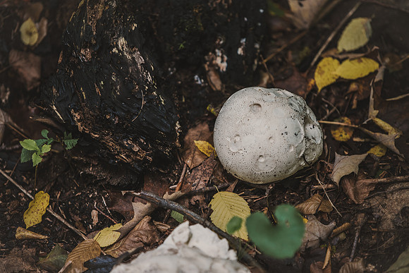 CITWmushroomhunt-3