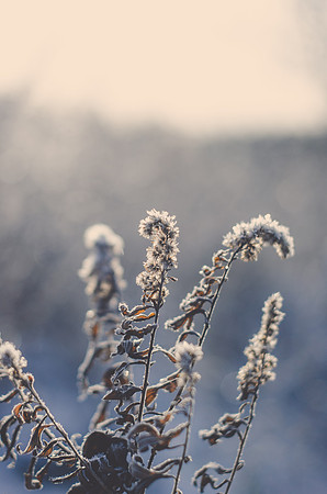 Frosted Fern-1-2