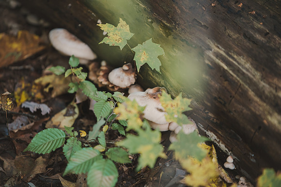 CITWmushroomhunt-65