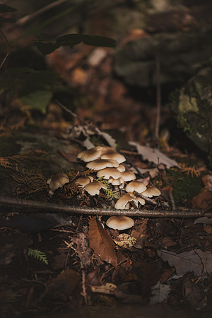 CITWmushroomhunt-147