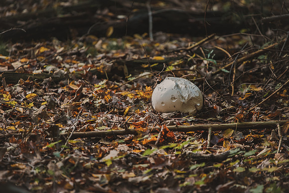 CITWmushroomhunt-6