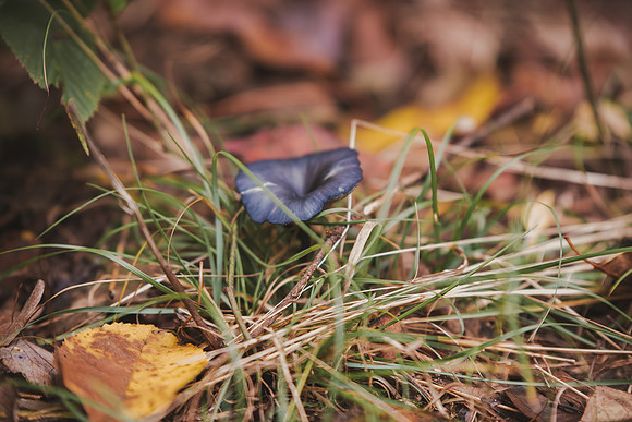 CITWmushroomhunt-59