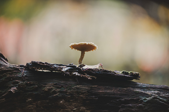 CITWmushroomhunt-78