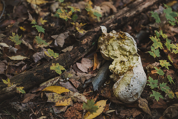 CITWmushroomhunt-157