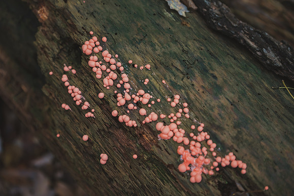 CITWmushroomhunt-142