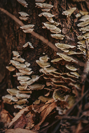 forestfolkacademy-21