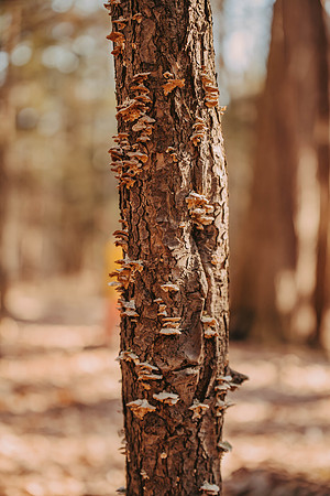 forestfolkacademy-45