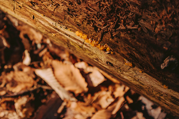 forestfolkacademy-109