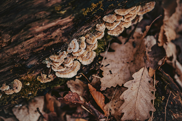 forestfolkacademy-141