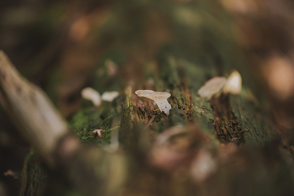 CITWmushroomhunt-144