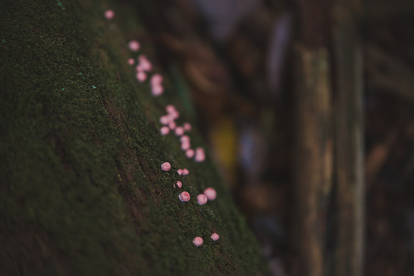 CITWmushroomhunt-21