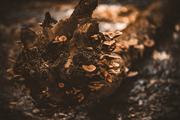 groupshoot_forest-65