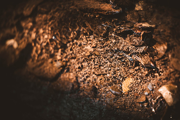 groupshoot_forest-78