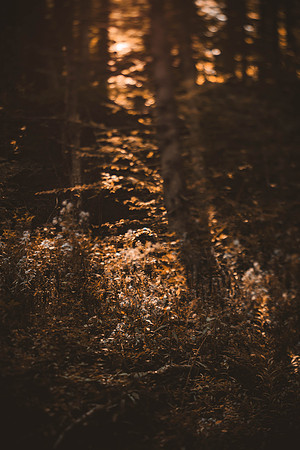 groupshoot_forest-80