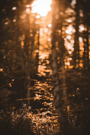 groupshoot_forest-85