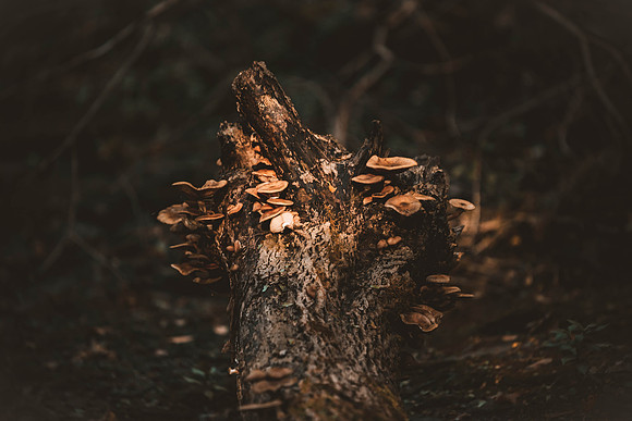 groupshoot_forest-141