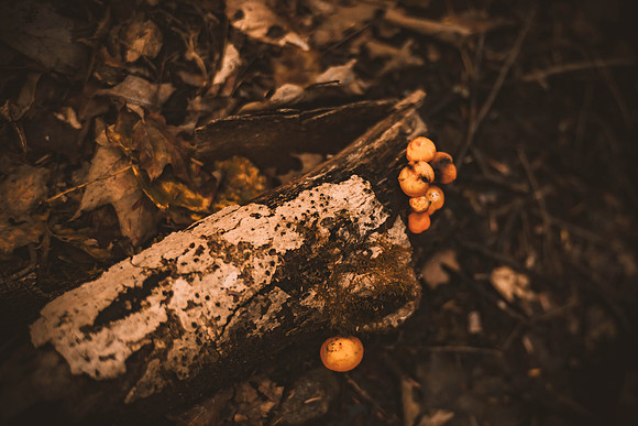 groupshoot_forest-152