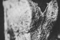 bride-pre-2