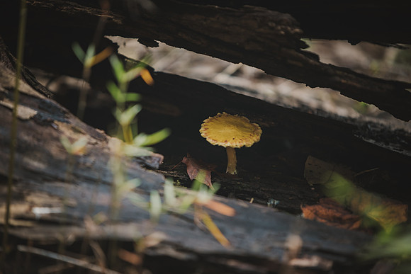 CITWmushroomhunt-69