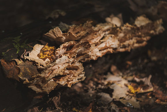 CITWmushroomhunt-155