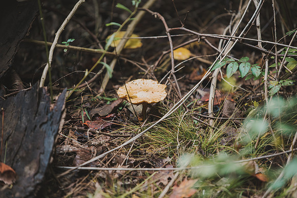 CITWmushroomhunt-68