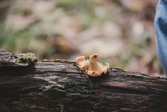 CITWmushroomhunt-80
