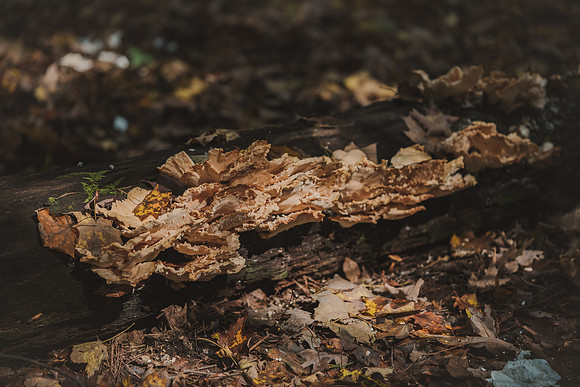 CITWmushroomhunt-154