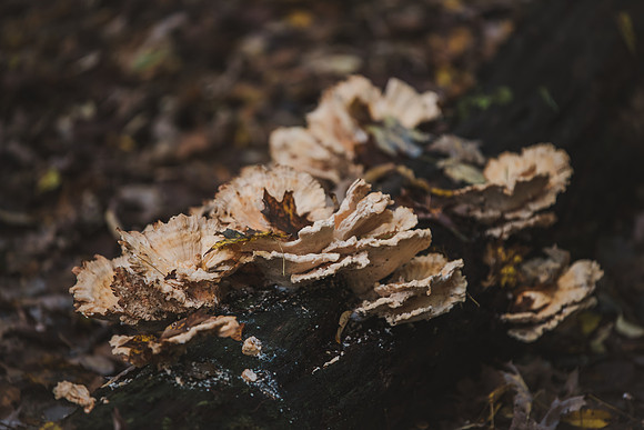 CITWmushroomhunt-8