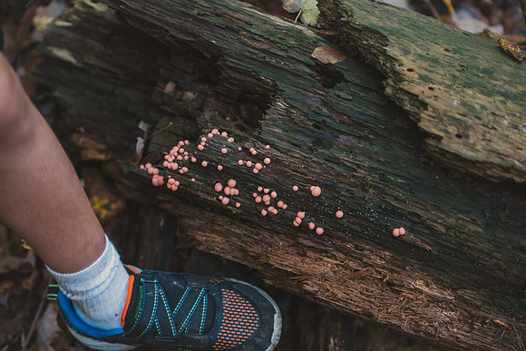 CITWmushroomhunt-140