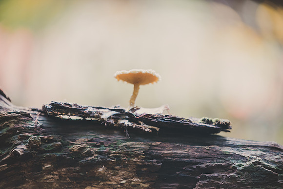CITWmushroomhunt-77