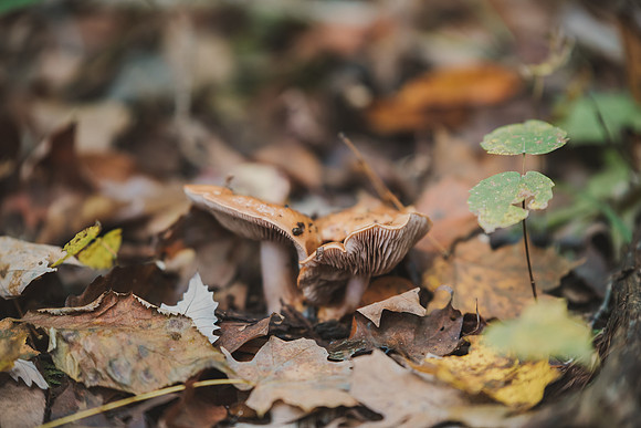 CITWmushroomhunt-56