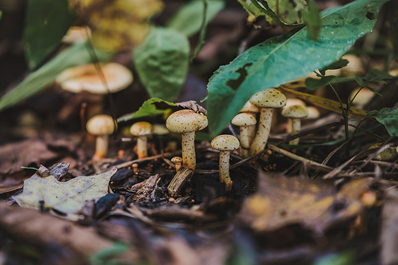 CITWmushroomhunt-160
