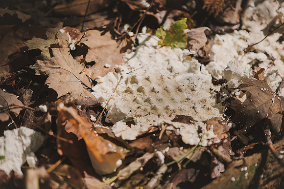 CITWmushroomhunt-153