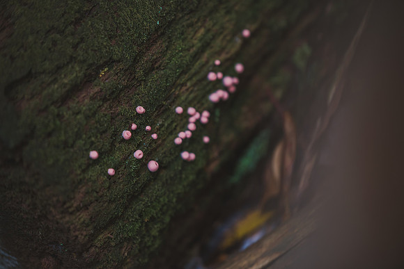 CITWmushroomhunt-22