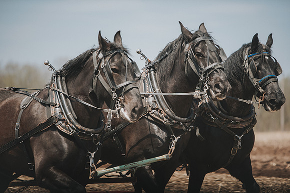 tractorpull-12