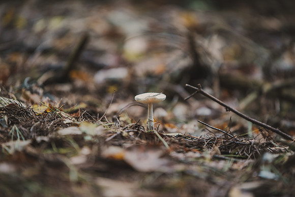 CITWmushroomhunt-12