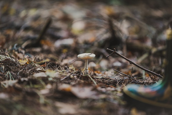 CITWmushroomhunt-13