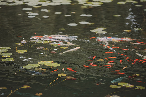 mirbeau-48