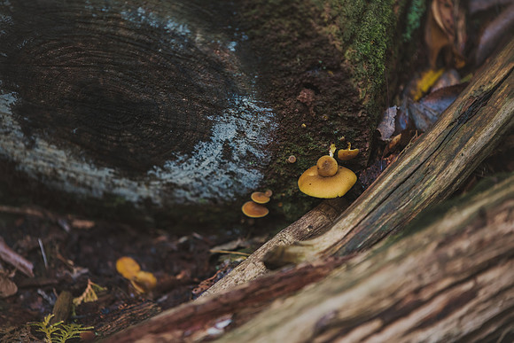 CITWmushroomhunt-18