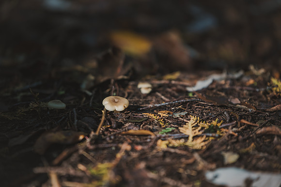 CITWmushroomhunt-40