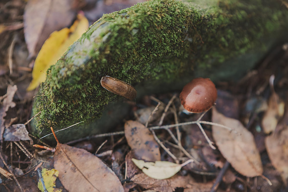 CITWmushroomhunt-130