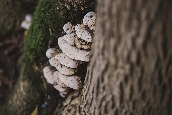 CITWmushroomhunt-82