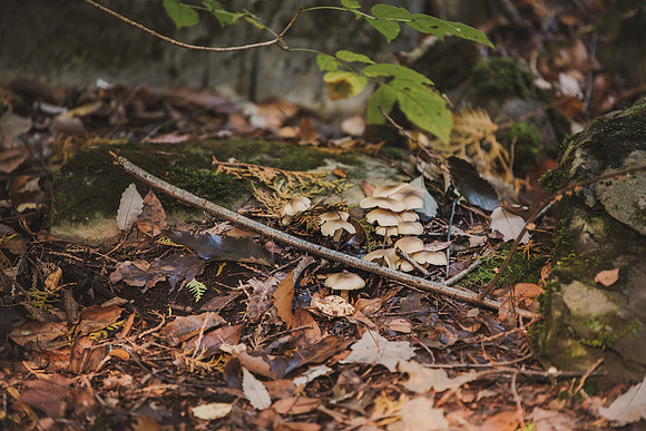 CITWmushroomhunt-38