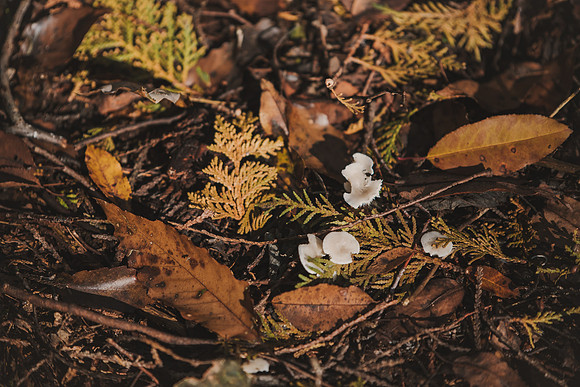 CITWmushroomhunt-39