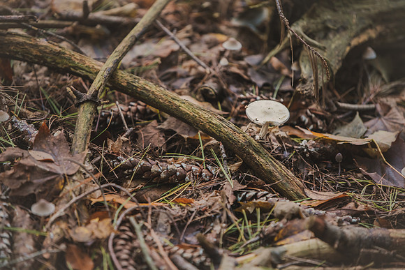 CITWmushroomhunt-15